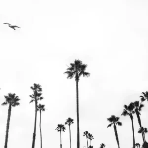 Newport Beach Studio Malek